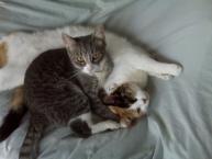 Luke's All Natural Pet Food Dog and Cat Photo Gallery