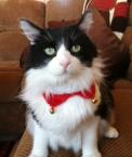 Luke's All Natural Pet Food Dog and Cat Photo Gallery