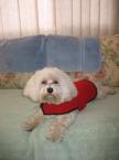 Luke's All Natural Pet Food Dog and Cat Photo Gallery