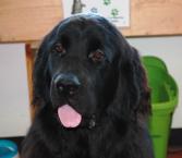 Luke's All Natural Pet Food Dog and Cat Photo Gallery