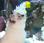 Luke's All Natural Pet Food Dog and Cat Photo Gallery