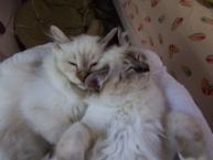 Luke's All Natural Pet Food Dog and Cat Photo Gallery