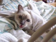 Luke's All Natural Pet Food Dog and Cat Photo Gallery
