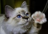 Luke's All Natural Pet Food Dog and Cat Photo Gallery