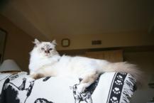 Luke's All Natural Pet Food Dog and Cat Photo Gallery