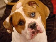 Luke's All Natural Pet Food Dog and Cat Photo Gallery