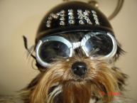 Luke's All Natural Pet Food Dog and Cat Photo Gallery