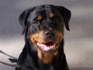 Luke's All Natural Pet Food Dog and Cat Photo Gallery