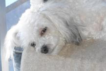 Luke's All Natural Pet Food Dog and Cat Photo Gallery