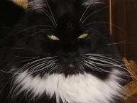 Luke's All Natural Pet Food Dog and Cat Photo Gallery