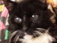 Luke's All Natural Pet Food Dog and Cat Photo Gallery