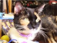 Luke's All Natural Pet Food Dog and Cat Photo Gallery