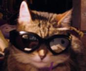 Luke's All Natural Pet Food Dog and Cat Photo Gallery