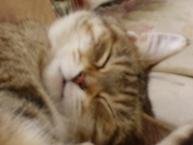 Luke's All Natural Pet Food Dog and Cat Photo Gallery