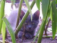Luke's All Natural Pet Food Dog and Cat Photo Gallery