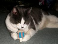 Luke's All Natural Pet Food Dog and Cat Photo Gallery
