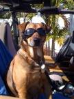 Luke's All Natural Pet Food Dog and Cat Photo Gallery