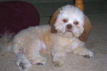 Luke's All Natural Pet Food Dog and Cat Photo Gallery