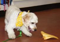 Luke's All Natural Pet Food Dog and Cat Photo Gallery
