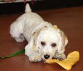 Luke's All Natural Pet Food Dog and Cat Photo Gallery