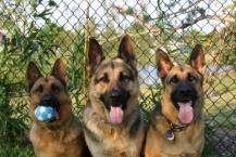 Luke's All Natural Pet Food Dog and Cat Photo Gallery