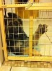 Luke's All Natural Pet Food Dog and Cat Photo Gallery