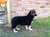 Luke's All Natural Pet Food Dog and Cat Photo Gallery