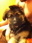 Luke's All Natural Pet Food Dog and Cat Photo Gallery