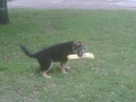 Luke's All Natural Pet Food Dog and Cat Photo Gallery