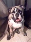 Luke's All Natural Pet Food Dog and Cat Photo Gallery