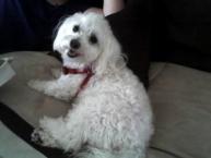 Luke's All Natural Pet Food Dog and Cat Photo Gallery