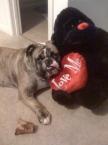 Luke's All Natural Pet Food Dog and Cat Photo Gallery
