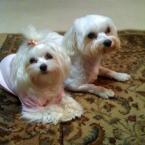 Luke's All Natural Pet Food Dog and Cat Photo Gallery