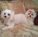 Luke's All Natural Pet Food Dog and Cat Photo Gallery