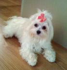 Luke's All Natural Pet Food Dog and Cat Photo Gallery