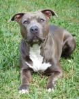 Luke's All Natural Pet Food Dog and Cat Photo Gallery
