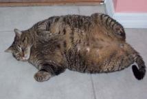Luke's All Natural Pet Food Dog and Cat Photo Gallery