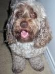 Luke's All Natural Pet Food Dog and Cat Photo Gallery