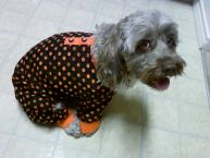 Luke's All Natural Pet Food Dog and Cat Photo Gallery