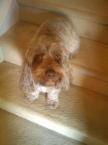 Luke's All Natural Pet Food Dog and Cat Photo Gallery