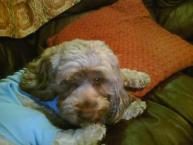 Luke's All Natural Pet Food Dog and Cat Photo Gallery