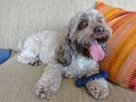 Luke's All Natural Pet Food Dog and Cat Photo Gallery