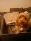 Luke's All Natural Pet Food Dog and Cat Photo Gallery