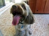 Luke's All Natural Pet Food Dog and Cat Photo Gallery