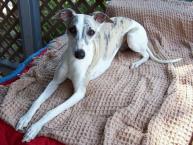 Luke's All Natural Pet Food Dog and Cat Photo Gallery