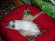 Luke's All Natural Pet Food Dog and Cat Photo Gallery