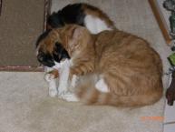 Luke's All Natural Pet Food Dog and Cat Photo Gallery