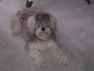 Luke's All Natural Pet Food Dog and Cat Photo Gallery