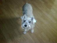 Luke's All Natural Pet Food Dog and Cat Photo Gallery