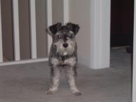Luke's All Natural Pet Food Dog and Cat Photo Gallery